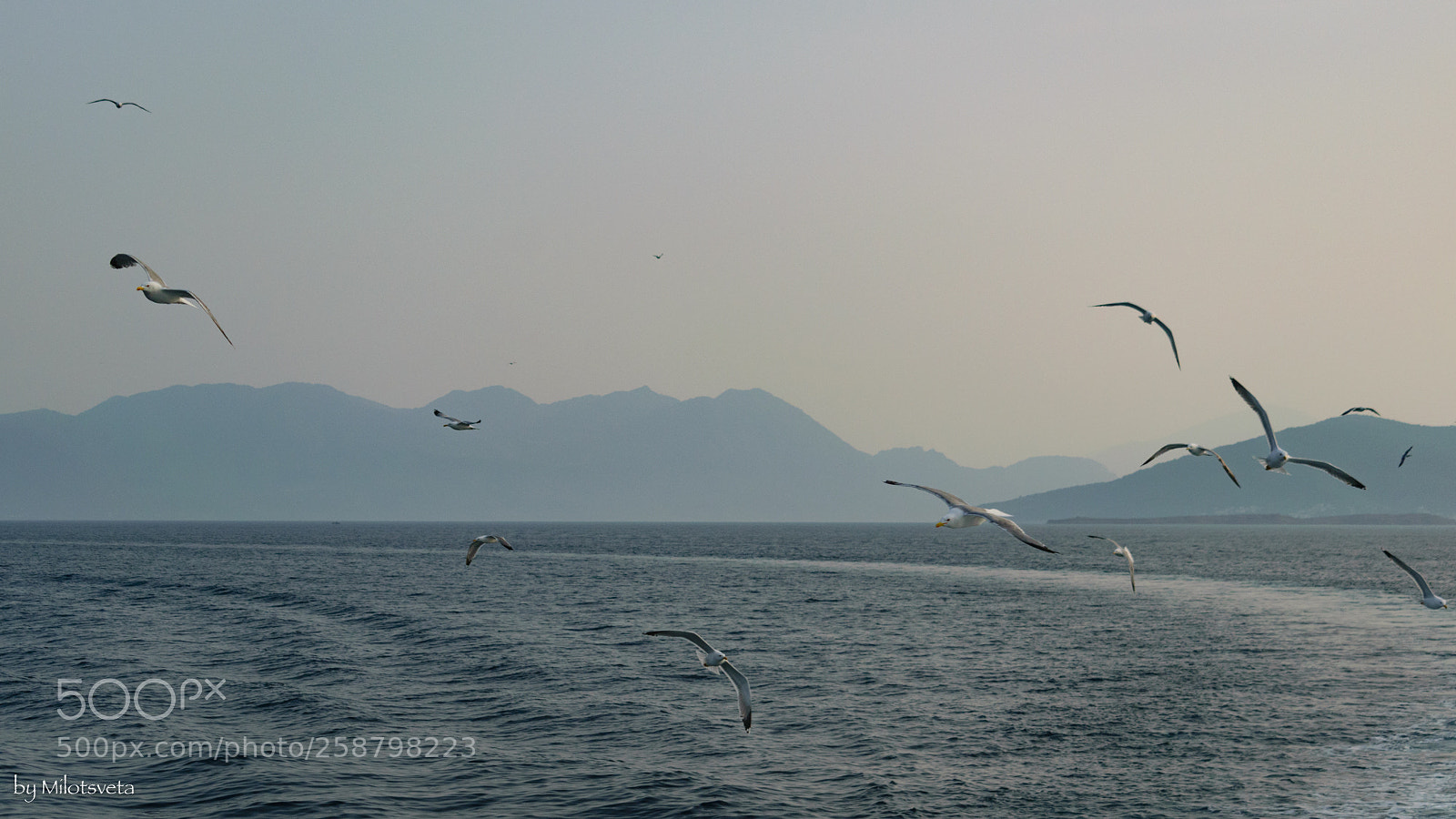 Nikon D3300 sample photo. Gulls photography