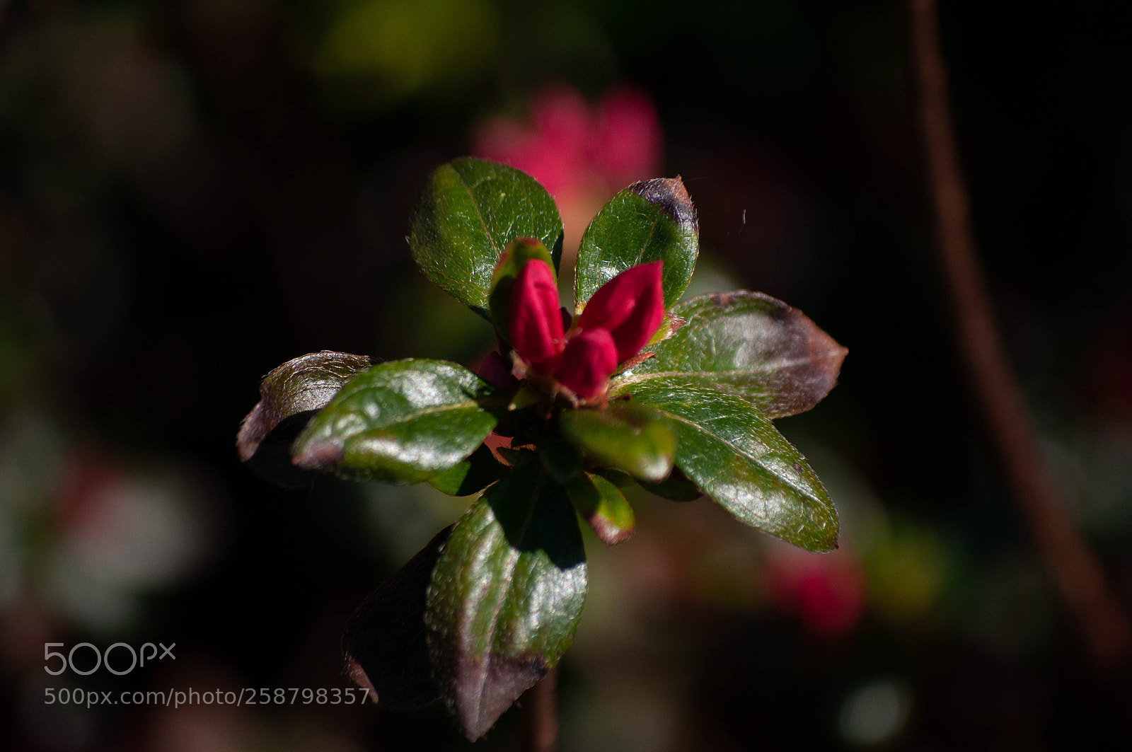 Nikon D90 sample photo. Red bloom photography