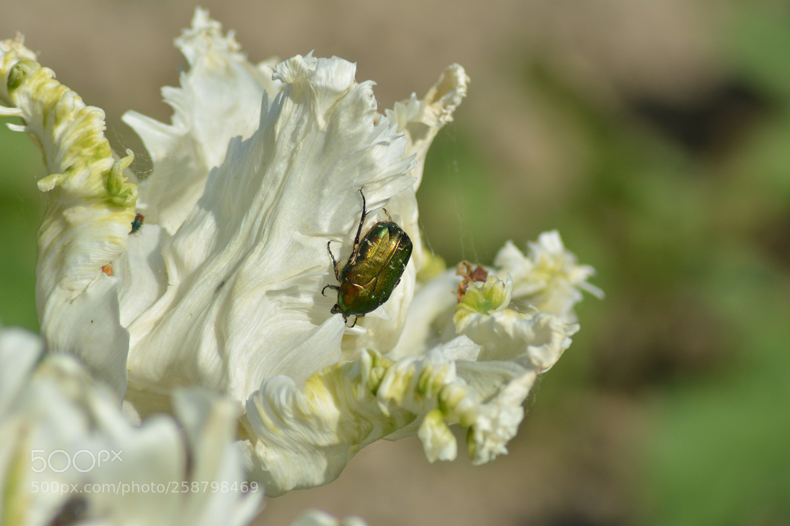 Nikon D5200 sample photo. Kruszczyca złotawka photography
