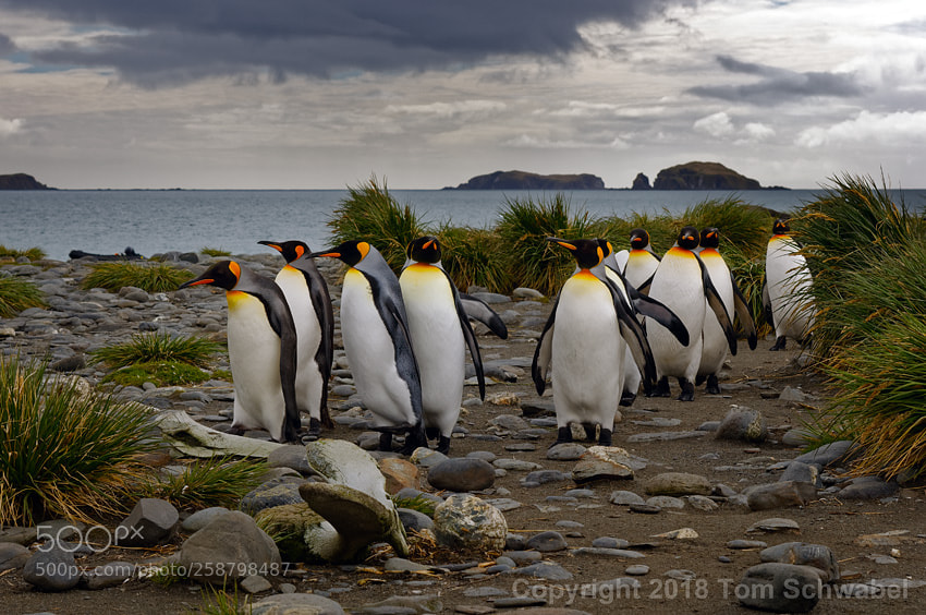 Nikon D300 sample photo. March of the penguins photography