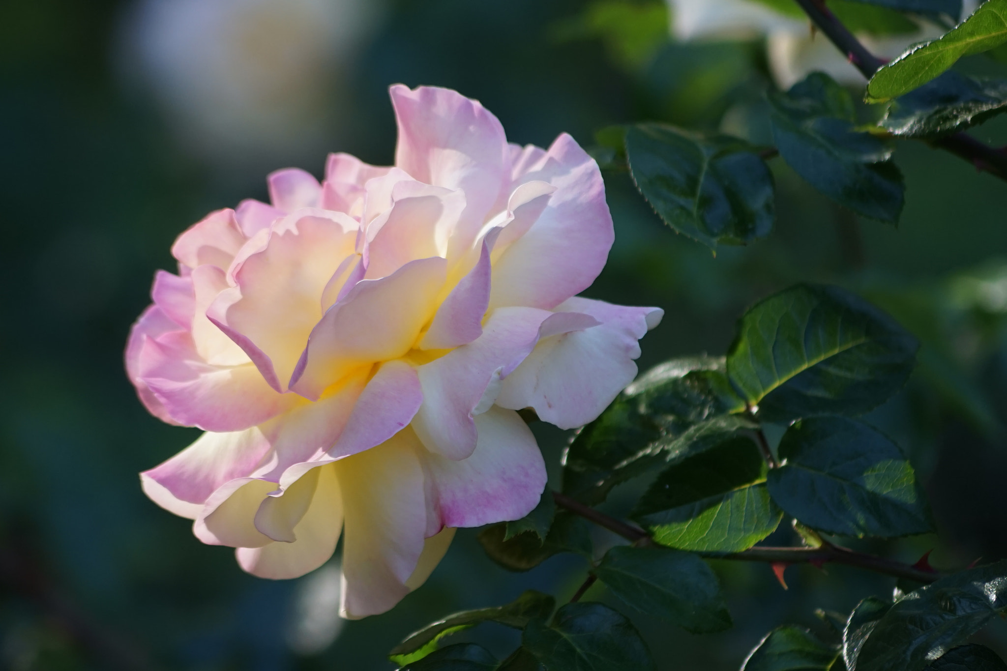 Sony DT 55-200mm F4-5.6 SAM sample photo. Rose photography