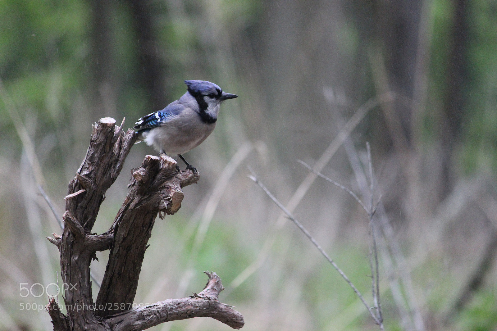 Canon EOS 600D (Rebel EOS T3i / EOS Kiss X5) sample photo. Blue jay posing for photography