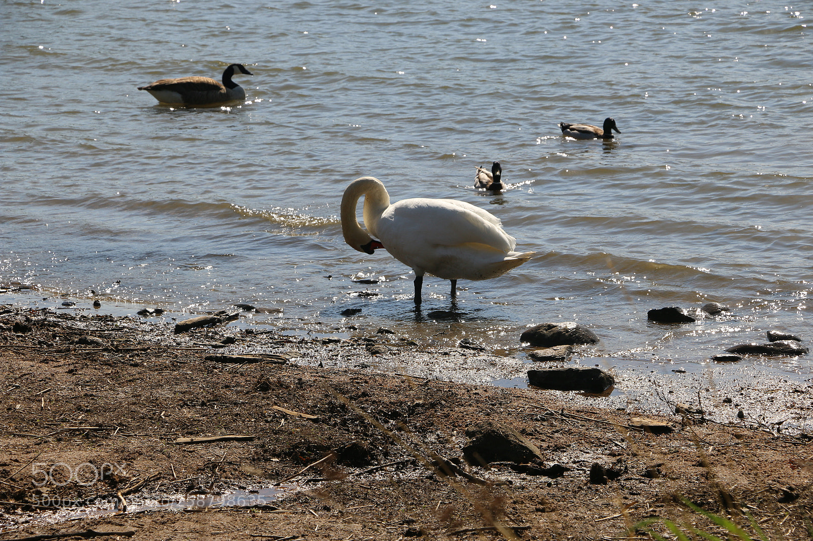 Canon EOS 70D sample photo. Img photography