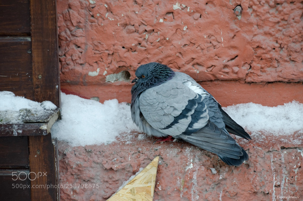 Nikon D7000 sample photo. Замёрз photography