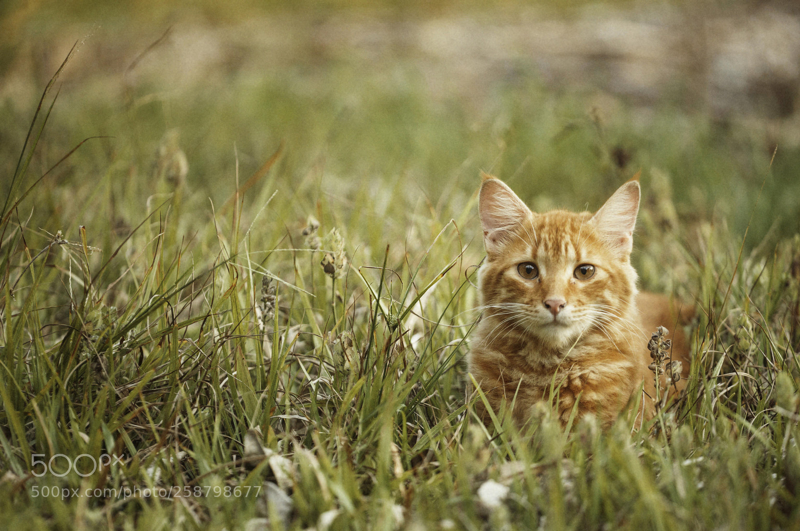 Nikon D800E sample photo. Zorrito en el pasto photography