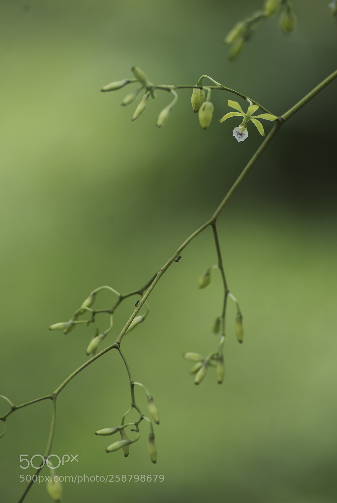 Nikon D4 sample photo. 2 ants and an orchid photography