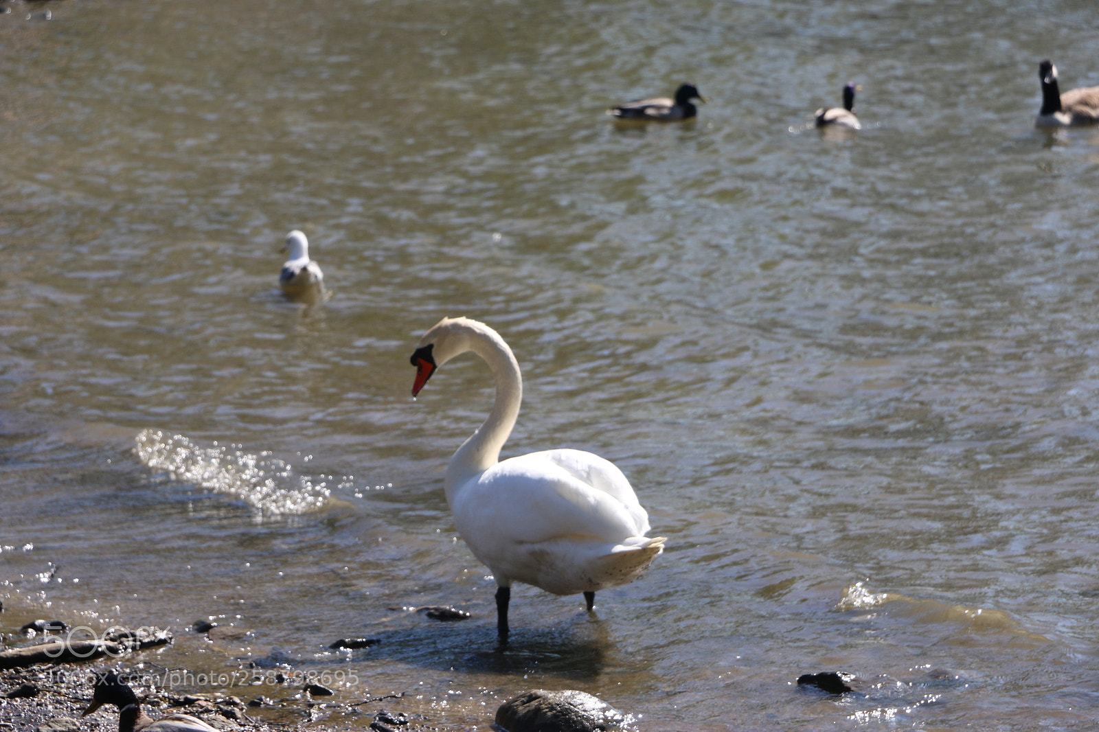 Canon EOS 70D sample photo. Img photography
