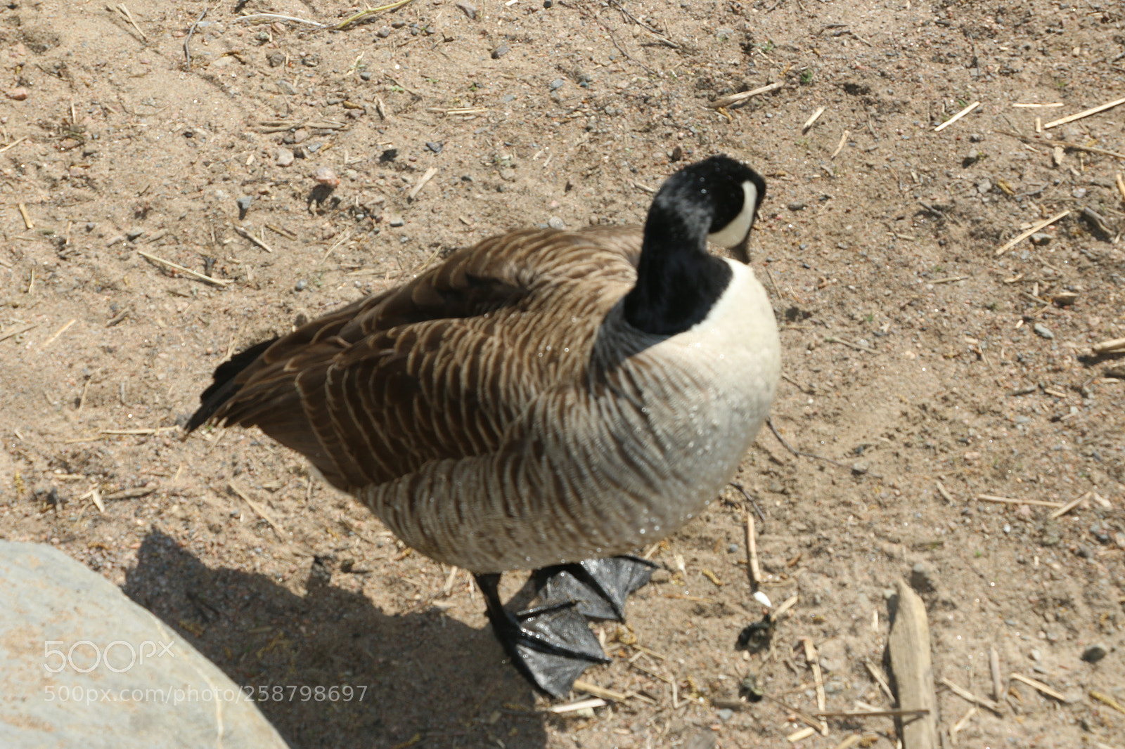 Canon EOS 70D sample photo. Img photography