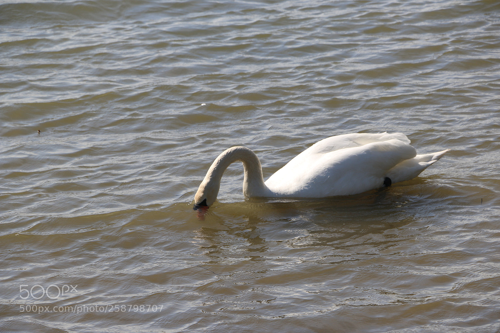 Canon EOS 70D sample photo. Img photography