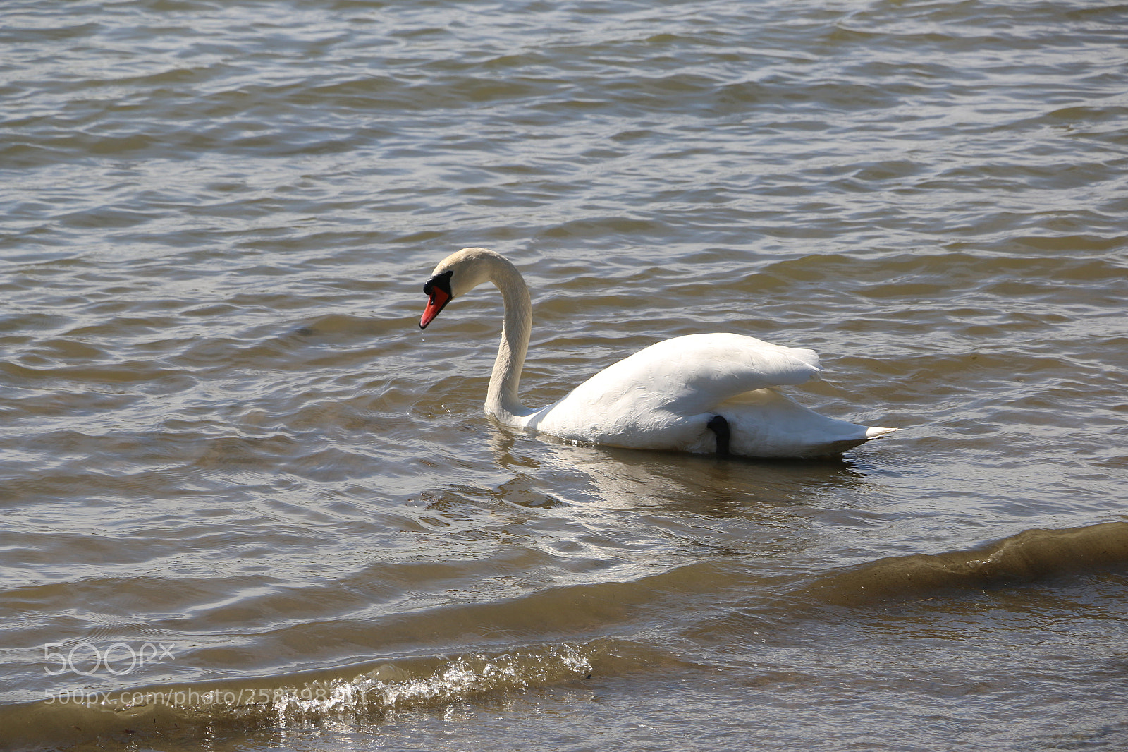 Canon EOS 70D sample photo. Img photography