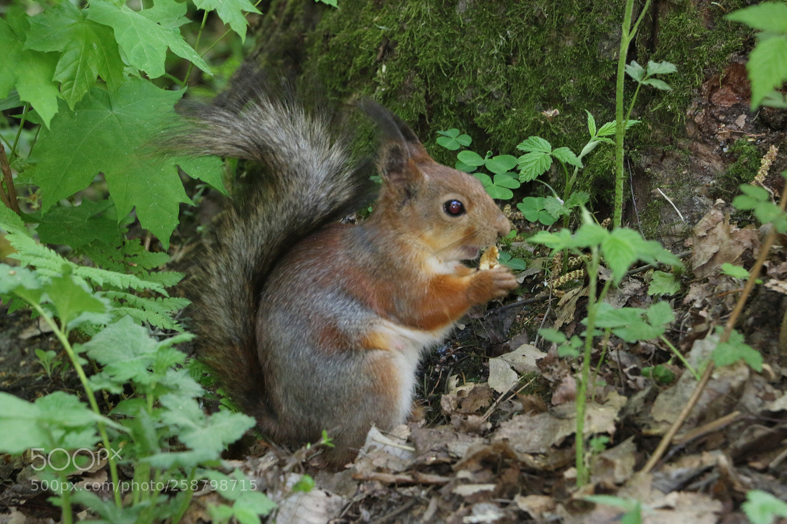 Canon EOS 70D sample photo. Img photography