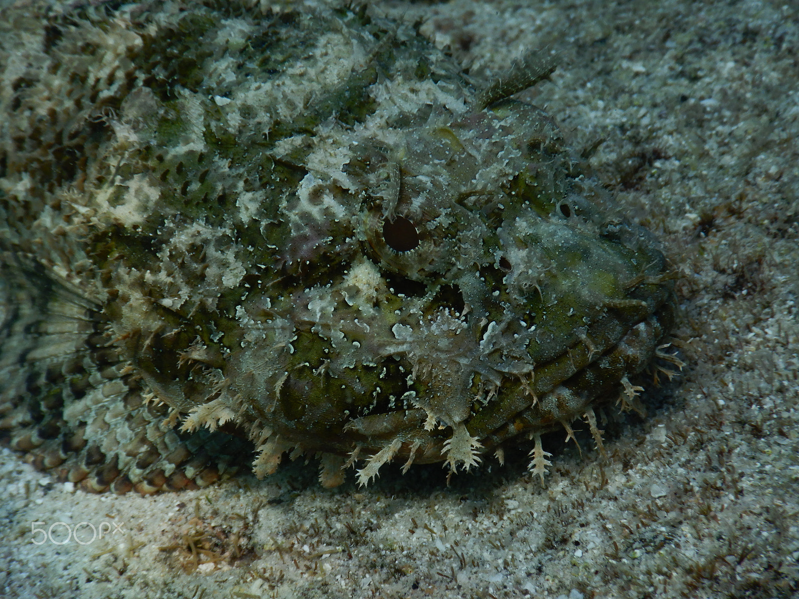 Nikon Coolpix W300 sample photo. Scorpion  fish. photography