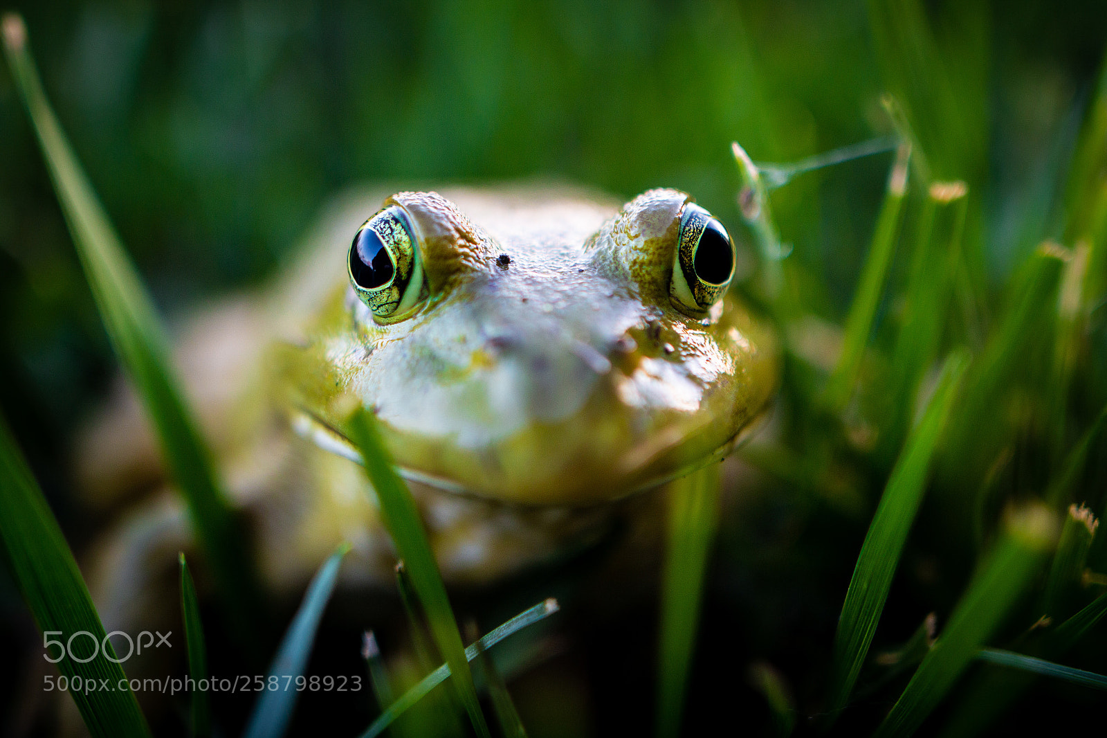 Canon EOS 70D sample photo. Ribbit photography