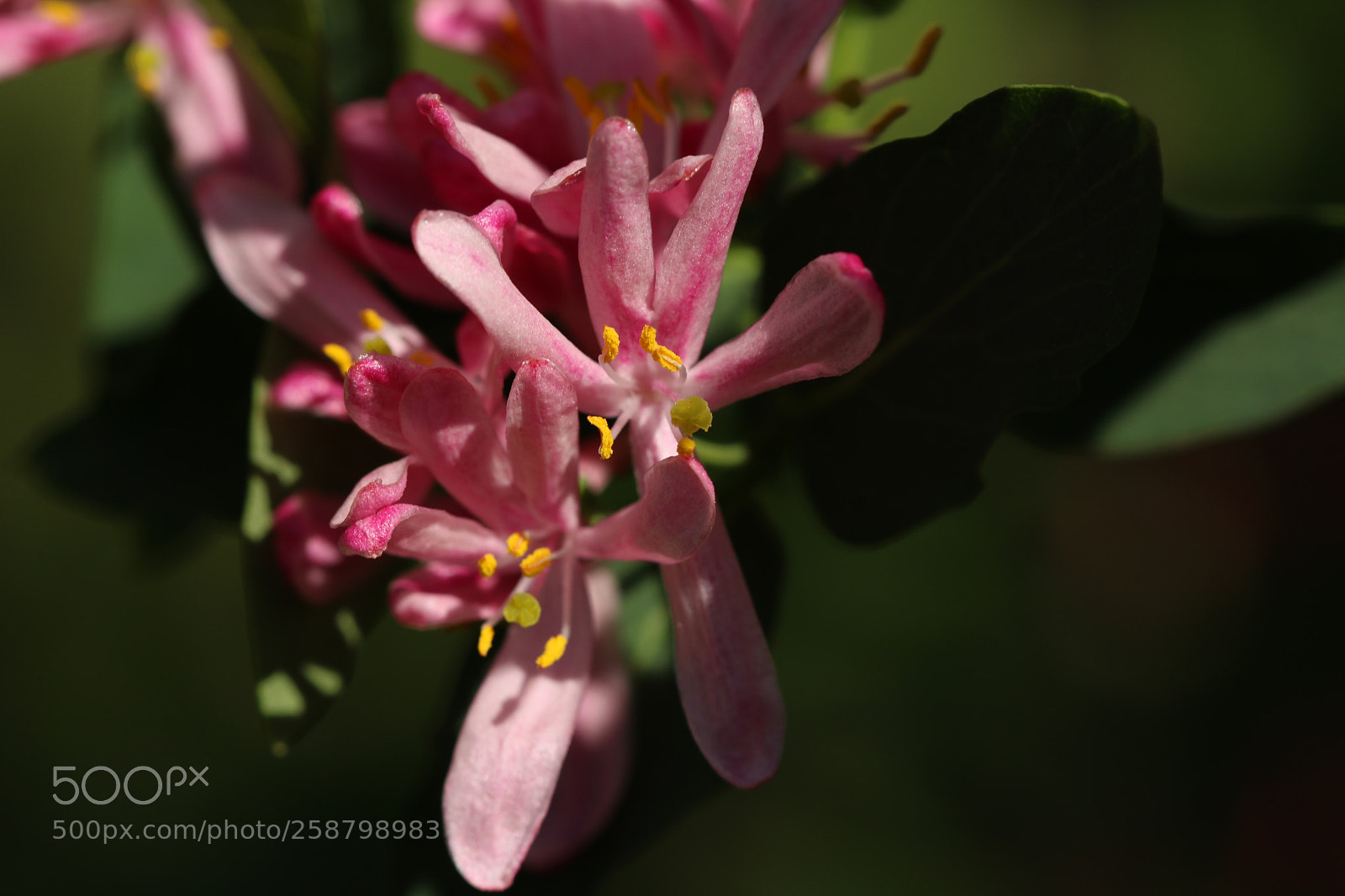 Canon EOS 760D (EOS Rebel T6s / EOS 8000D) sample photo. Flower from my garden  photography