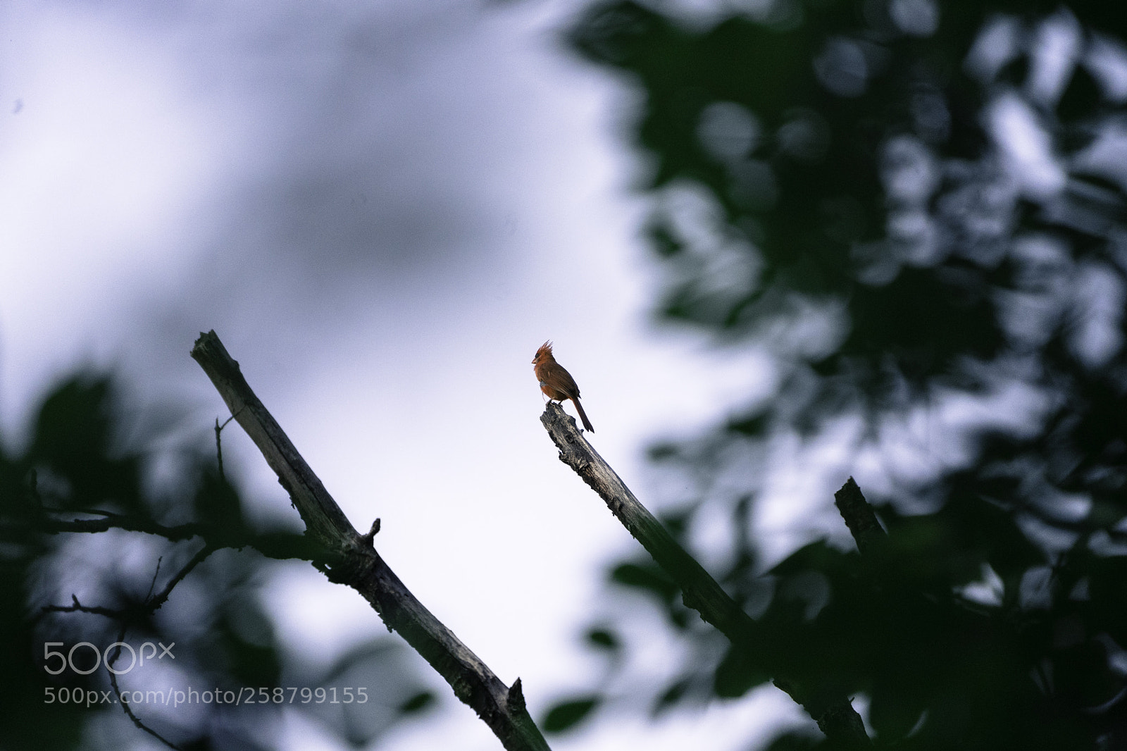 Sony a9 sample photo. The red bird. photography