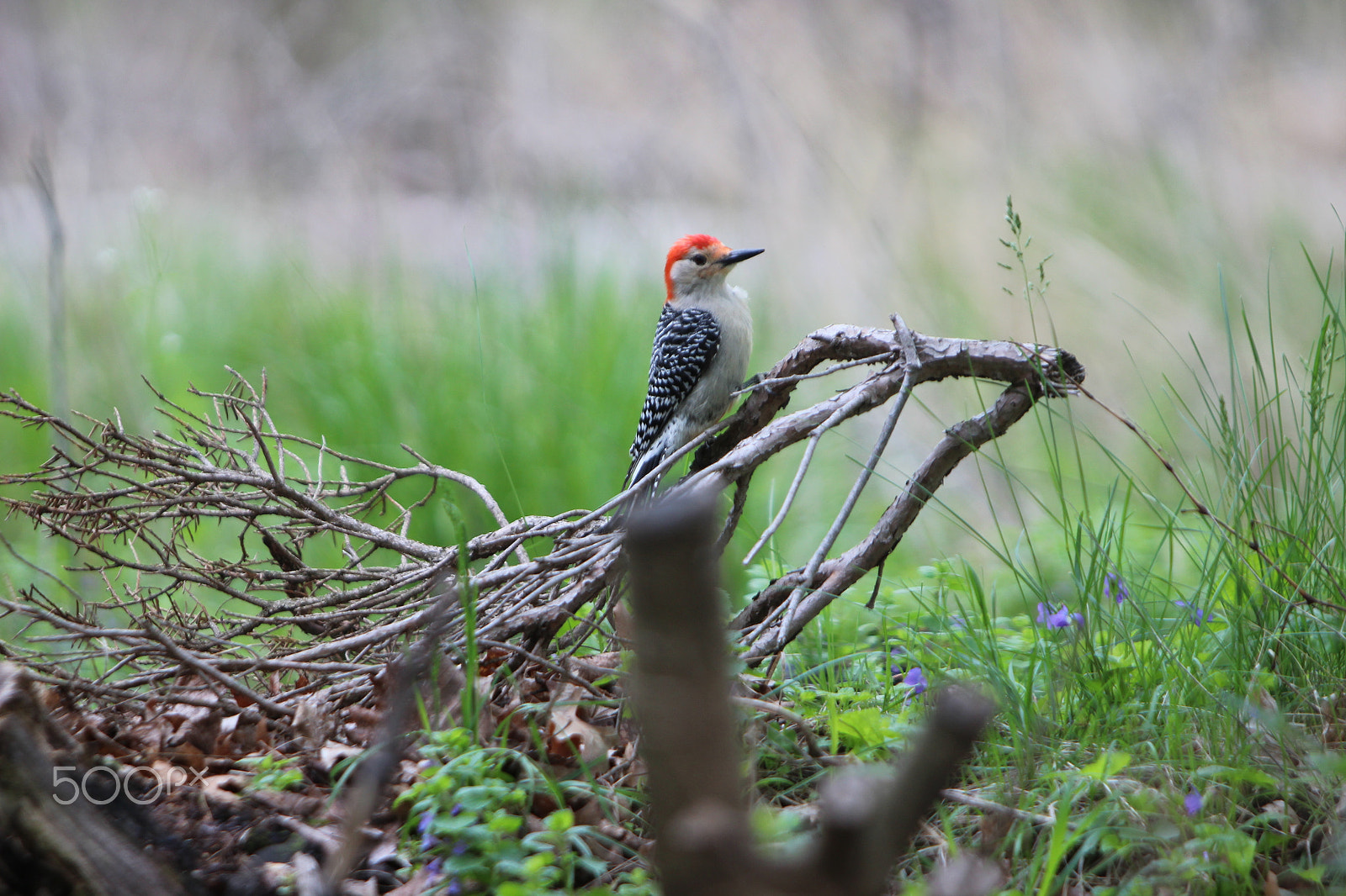 Canon EOS 600D (Rebel EOS T3i / EOS Kiss X5) + Canon EF 70-200mm F2.8L IS USM sample photo. Red-bellied woodpecker photography