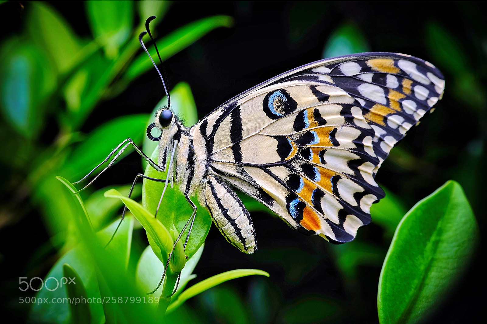Fujifilm GFX 50S sample photo. Colorful butterfly  photography