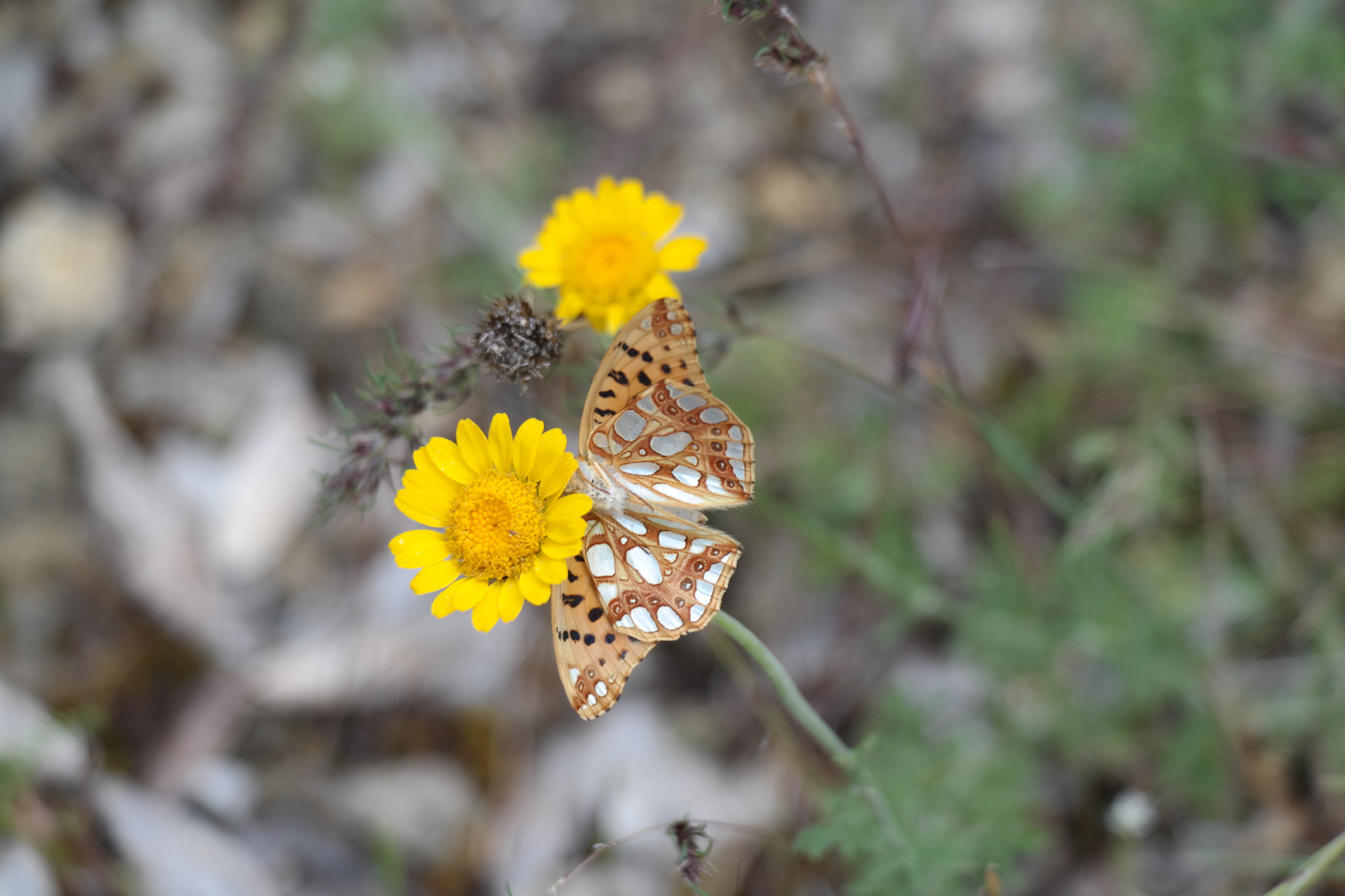 Samsung NX30 sample photo