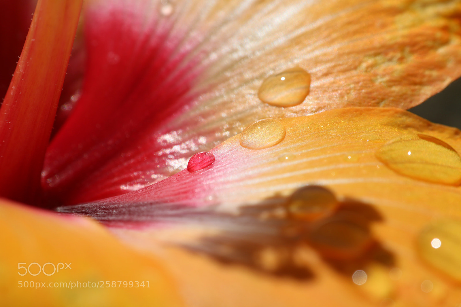 Canon EOS 750D (EOS Rebel T6i / EOS Kiss X8i) sample photo. Hibiscus photography