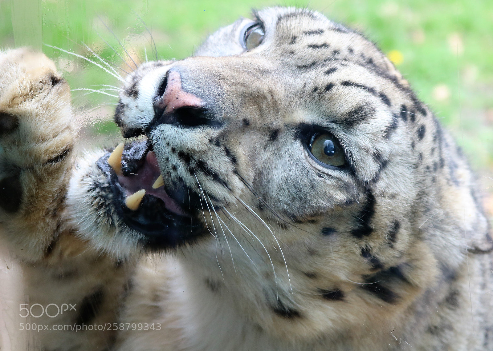 Canon EOS 750D (EOS Rebel T6i / EOS Kiss X8i) sample photo. Leopard in protective mode photography