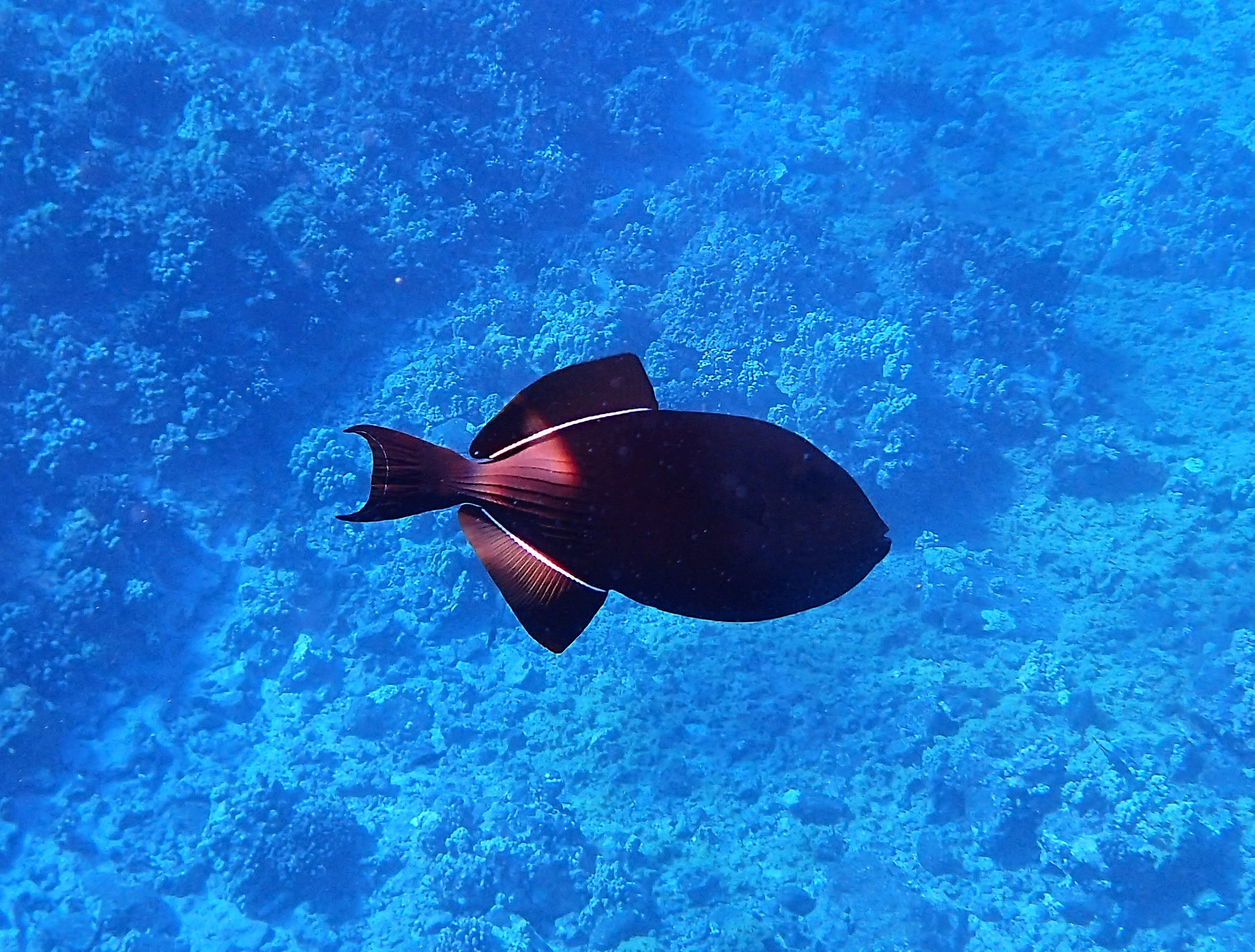 Olympus TG-4 sample photo. Crystal blue water and colorful fish photography