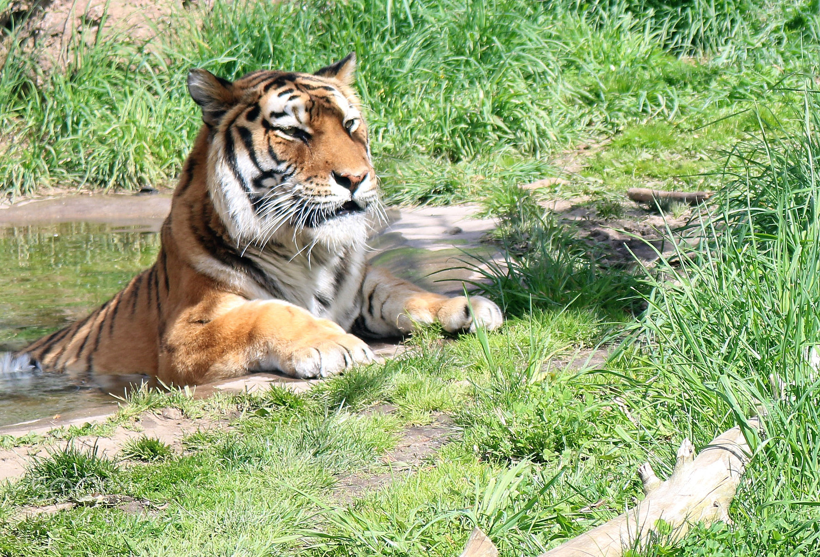 Canon EOS 750D (EOS Rebel T6i / EOS Kiss X8i) sample photo. Tiger dipping in its photography