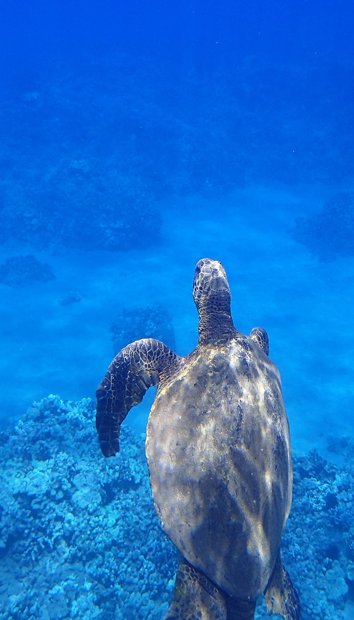 Olympus TG-4 sample photo. Green sea turtle swimming to the surface photography