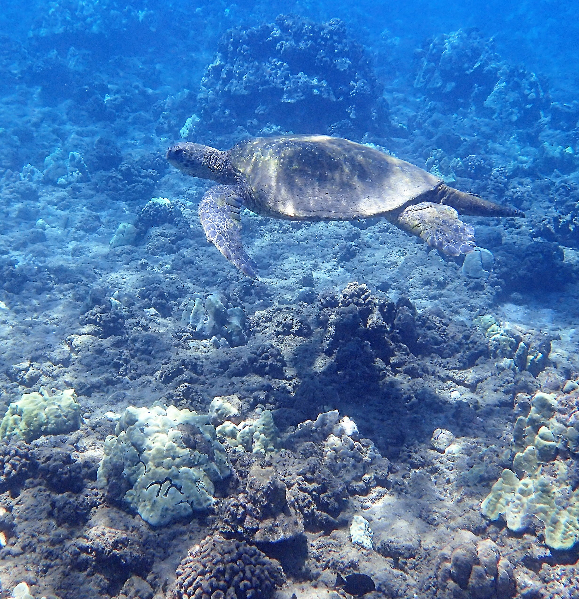 Olympus TG-4 sample photo. Green sea turtle photography