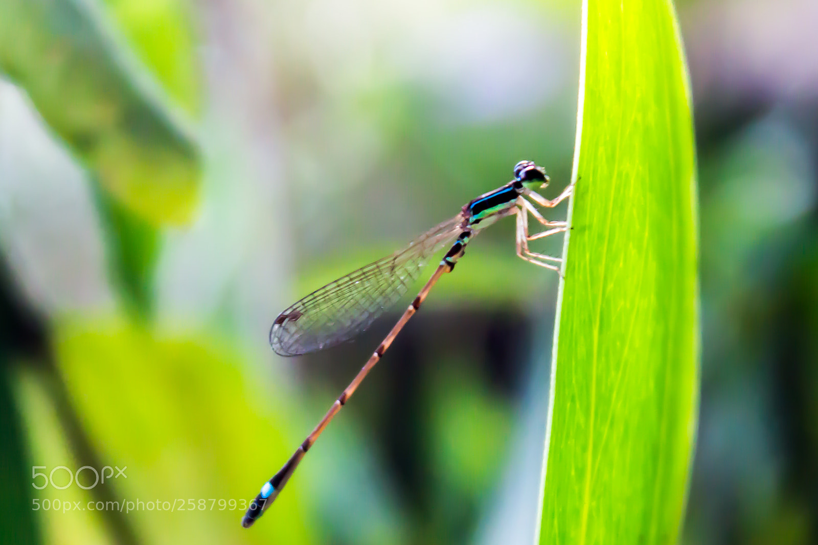 Canon EOS 650D (EOS Rebel T4i / EOS Kiss X6i) sample photo. Dragonfly on the leaves photography