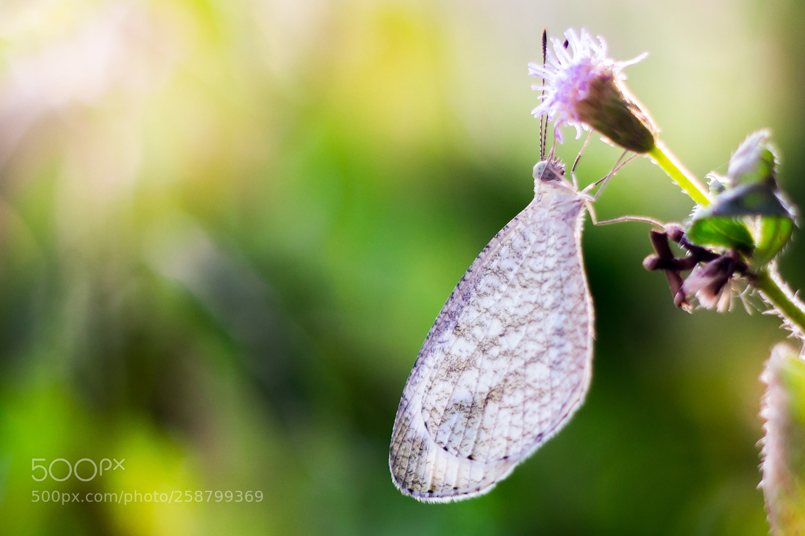 Canon EOS 650D (EOS Rebel T4i / EOS Kiss X6i) sample photo. Butterfly on the leaves photography