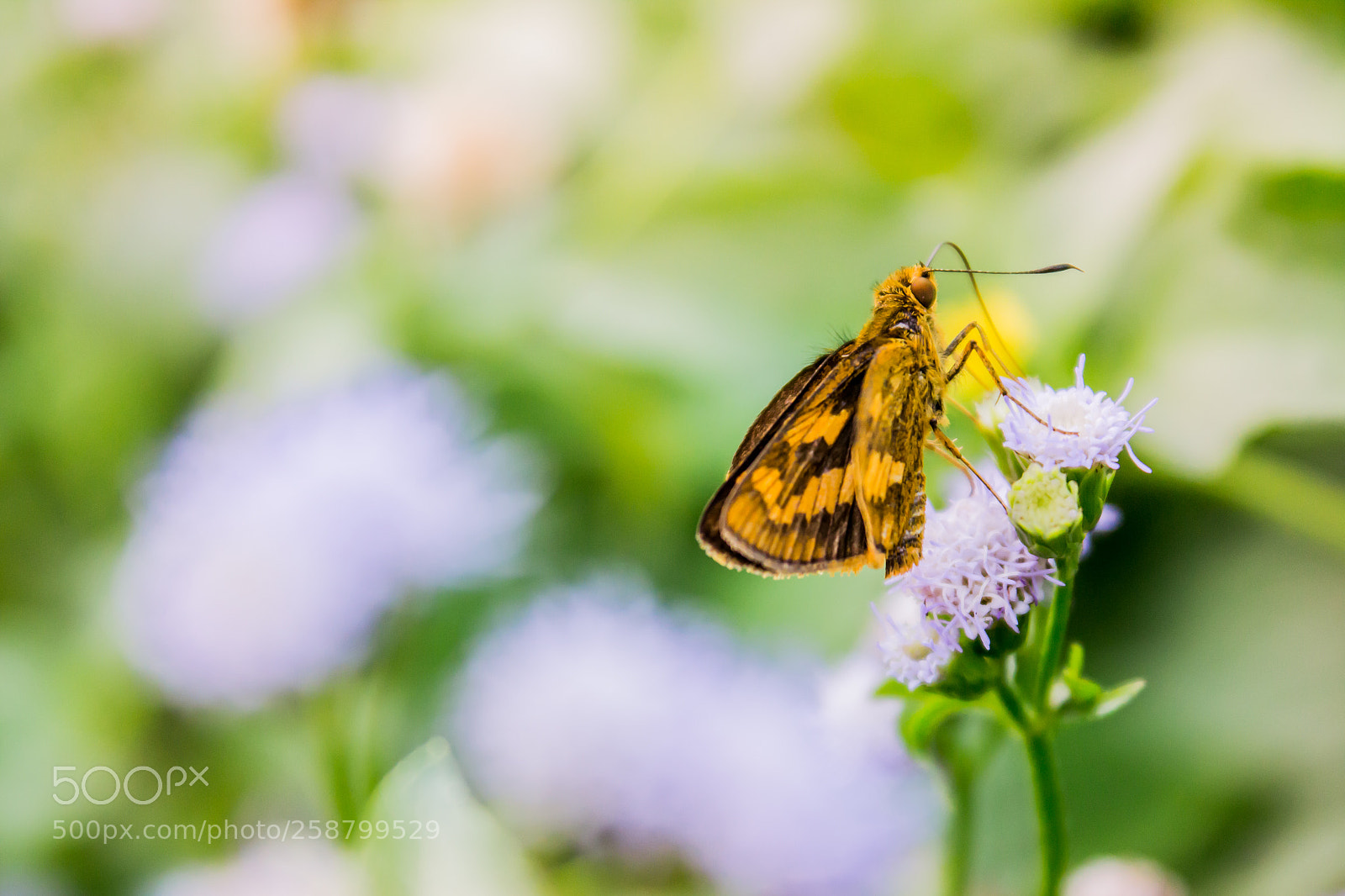 Canon EOS 650D (EOS Rebel T4i / EOS Kiss X6i) sample photo. Butterfly on the leaves photography