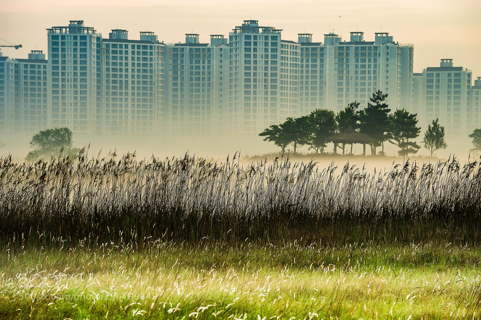 Nikon D4S sample photo. Good morning! photography