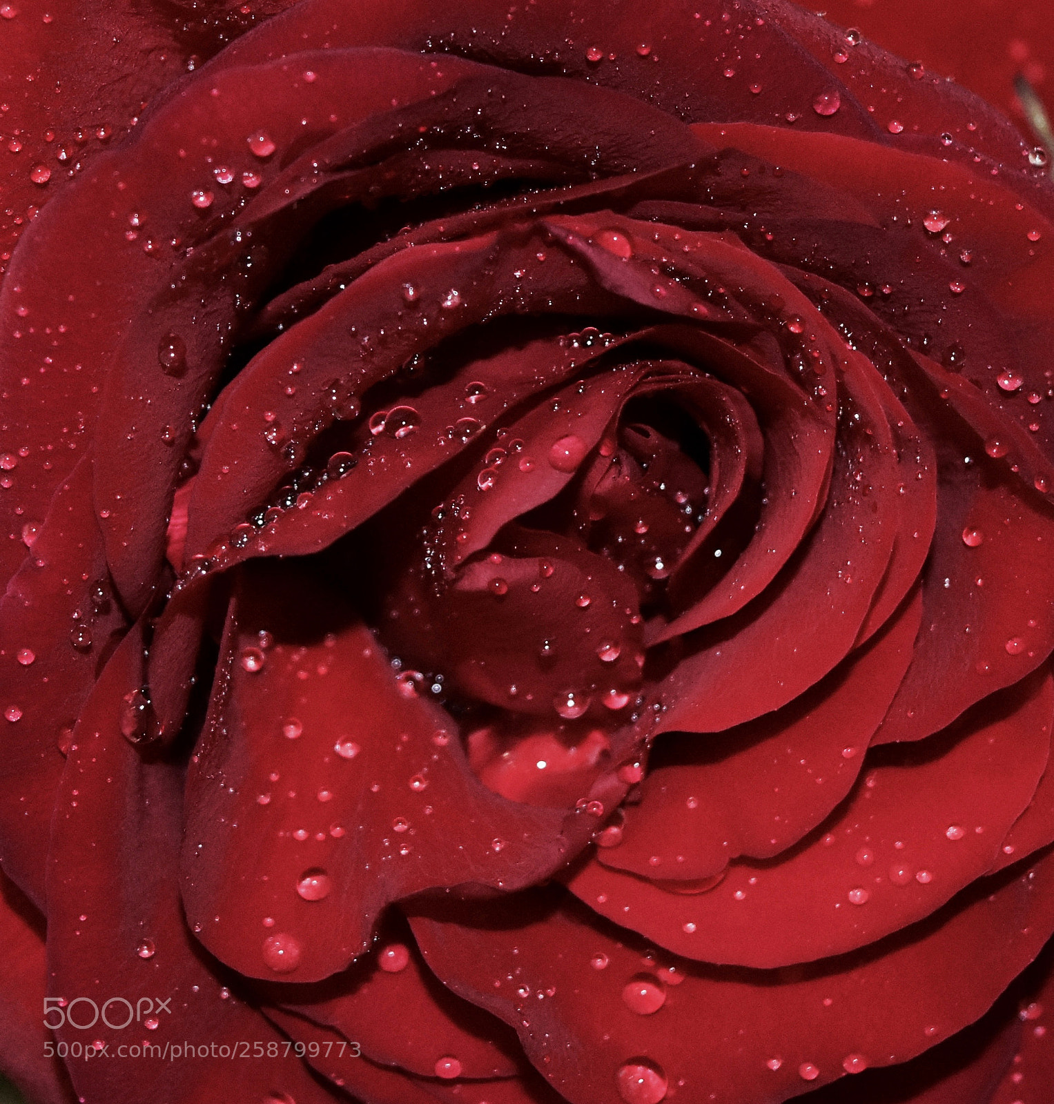 Nikon D7200 sample photo. Red as a rose photography