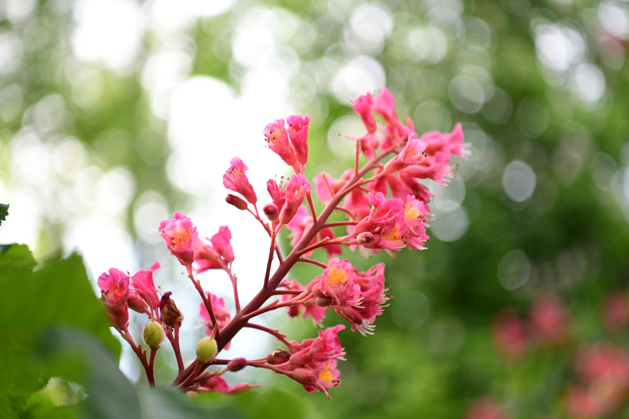 Nikon AF-S Nikkor 24-70mm F2.8E ED VR sample photo. May flowers photography