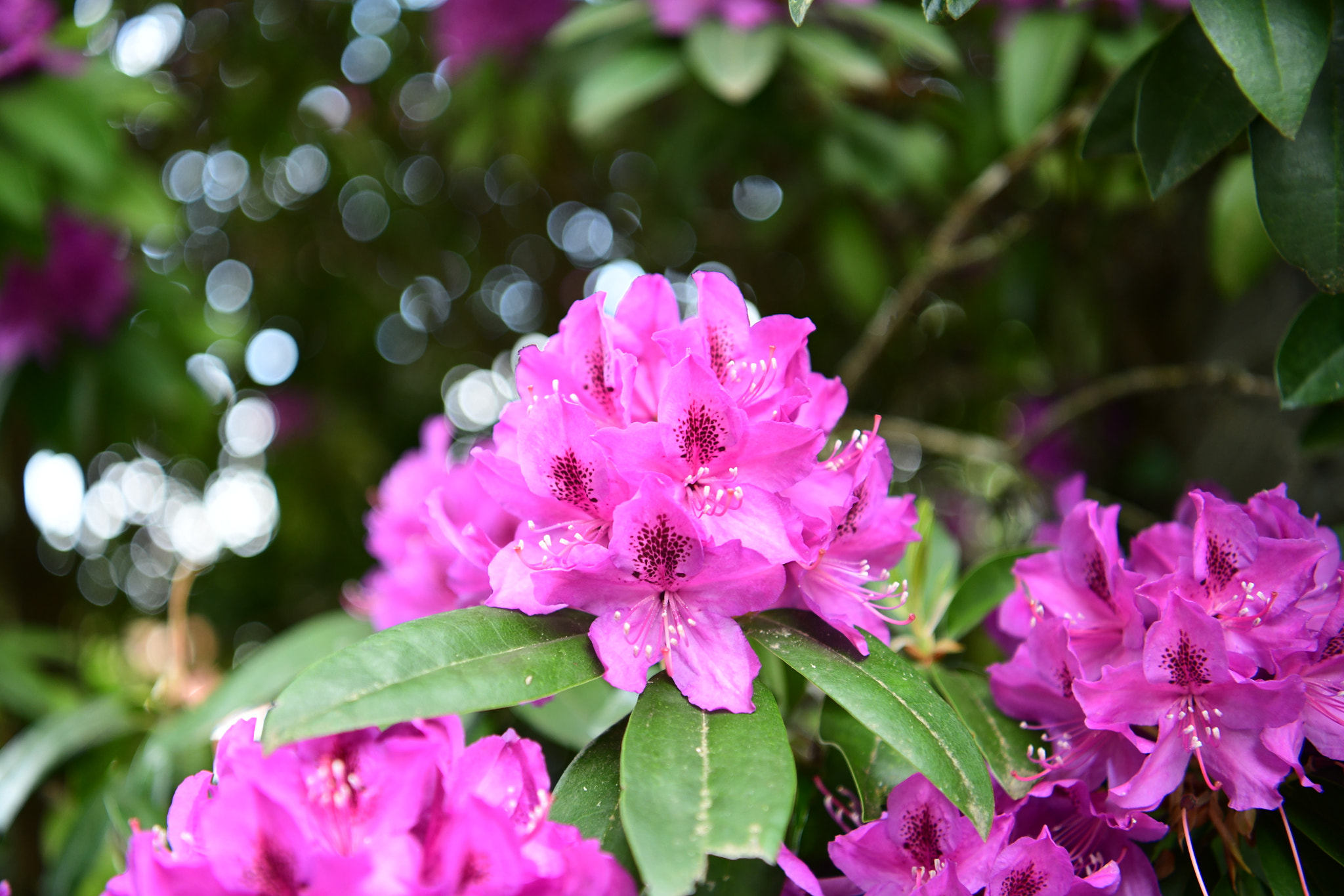 Nikon D850 sample photo. May flowers photography