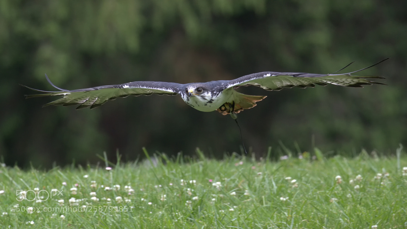 Canon EOS 5D Mark IV sample photo. Augur buzzard nap of photography