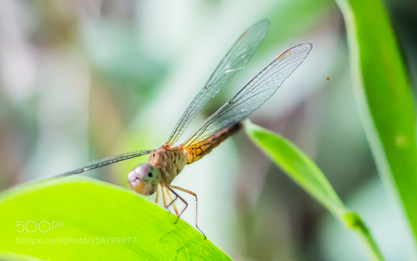 Canon EOS 650D (EOS Rebel T4i / EOS Kiss X6i) sample photo. Dragonfly on the leaves photography