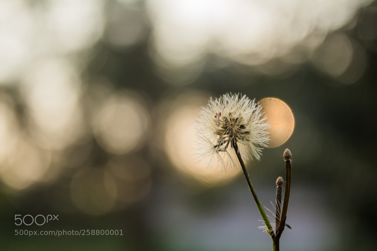 Canon EOS 650D (EOS Rebel T4i / EOS Kiss X6i) sample photo. White grass flowers, bokeh photography