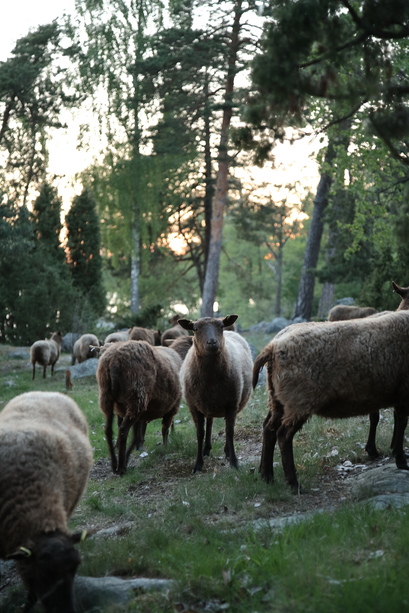Canon EOS 5D + Canon EF 24-105mm F4L IS USM sample photo. Sheeps photography
