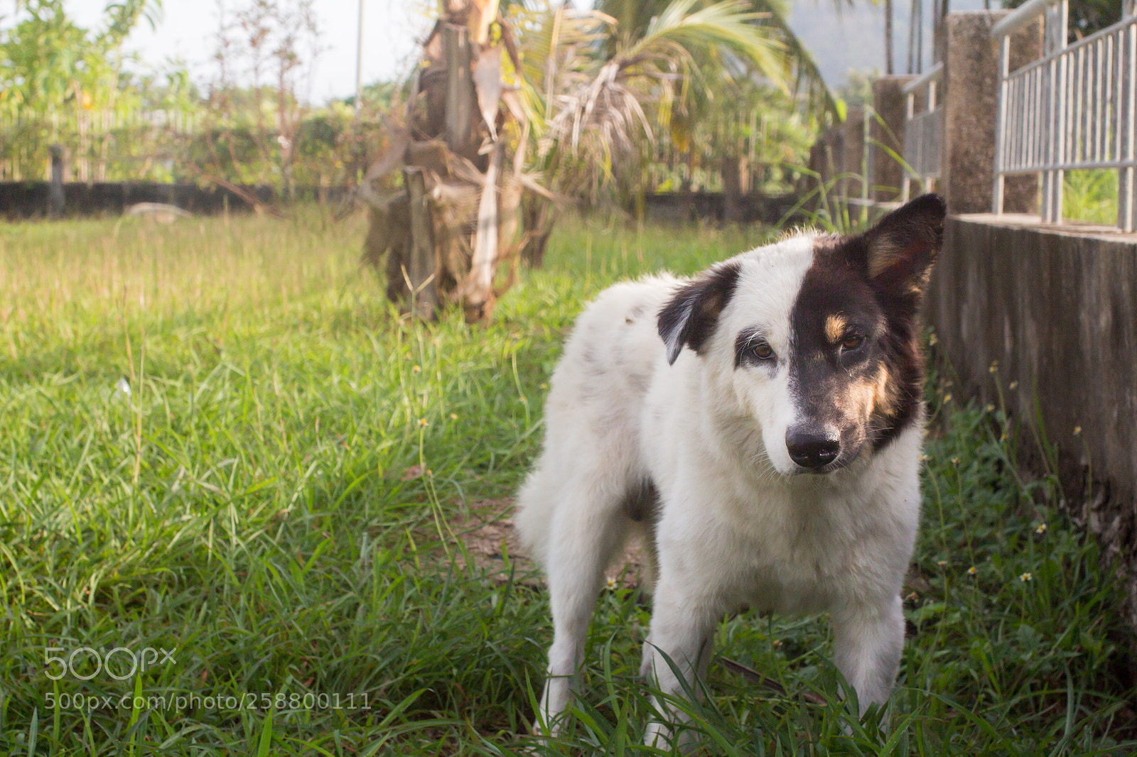 Canon EOS 650D (EOS Rebel T4i / EOS Kiss X6i) sample photo. My dog is running photography