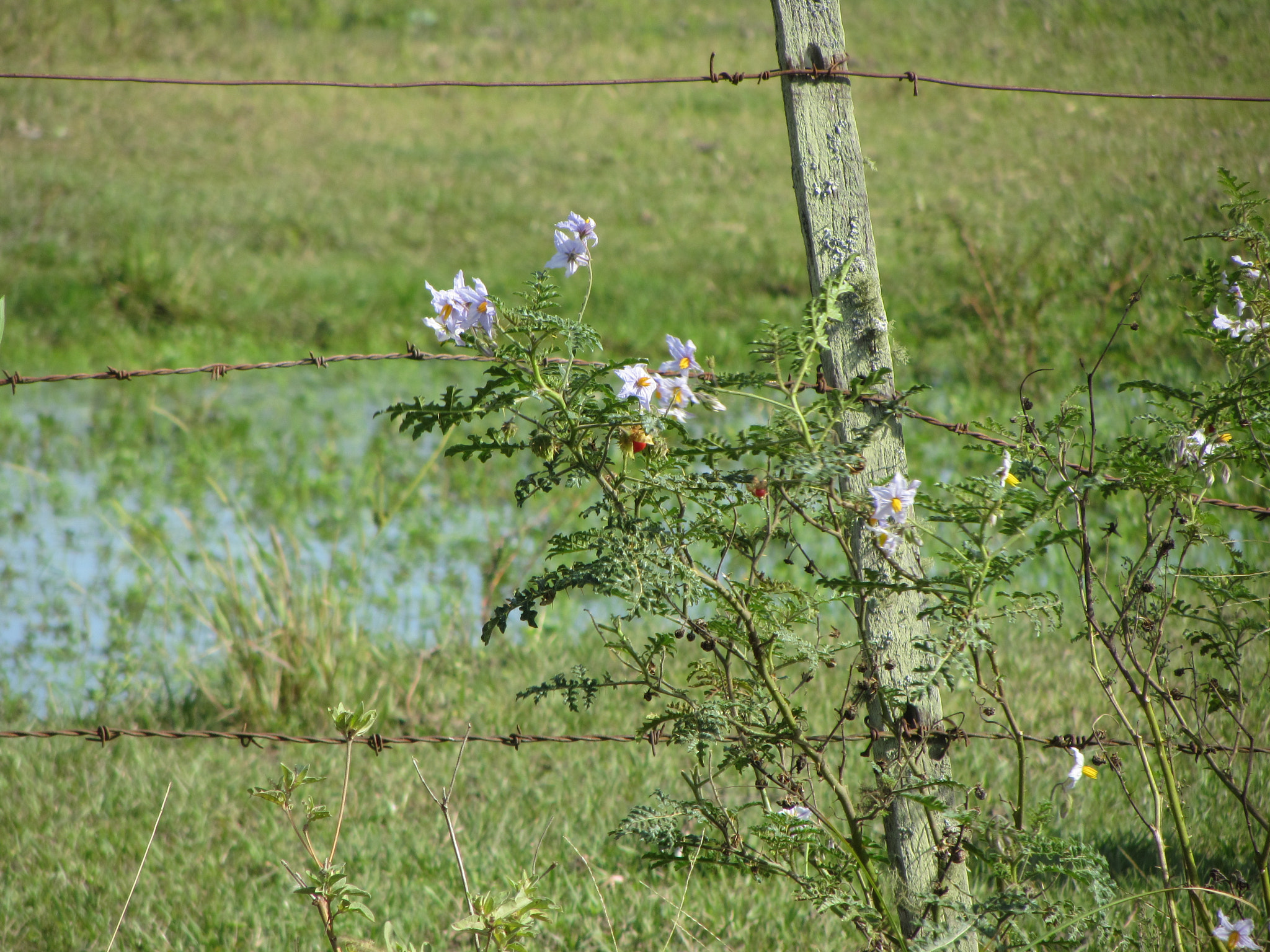 Canon PowerShot SX230 HS sample photo. Solanum sisymbriifolium photography