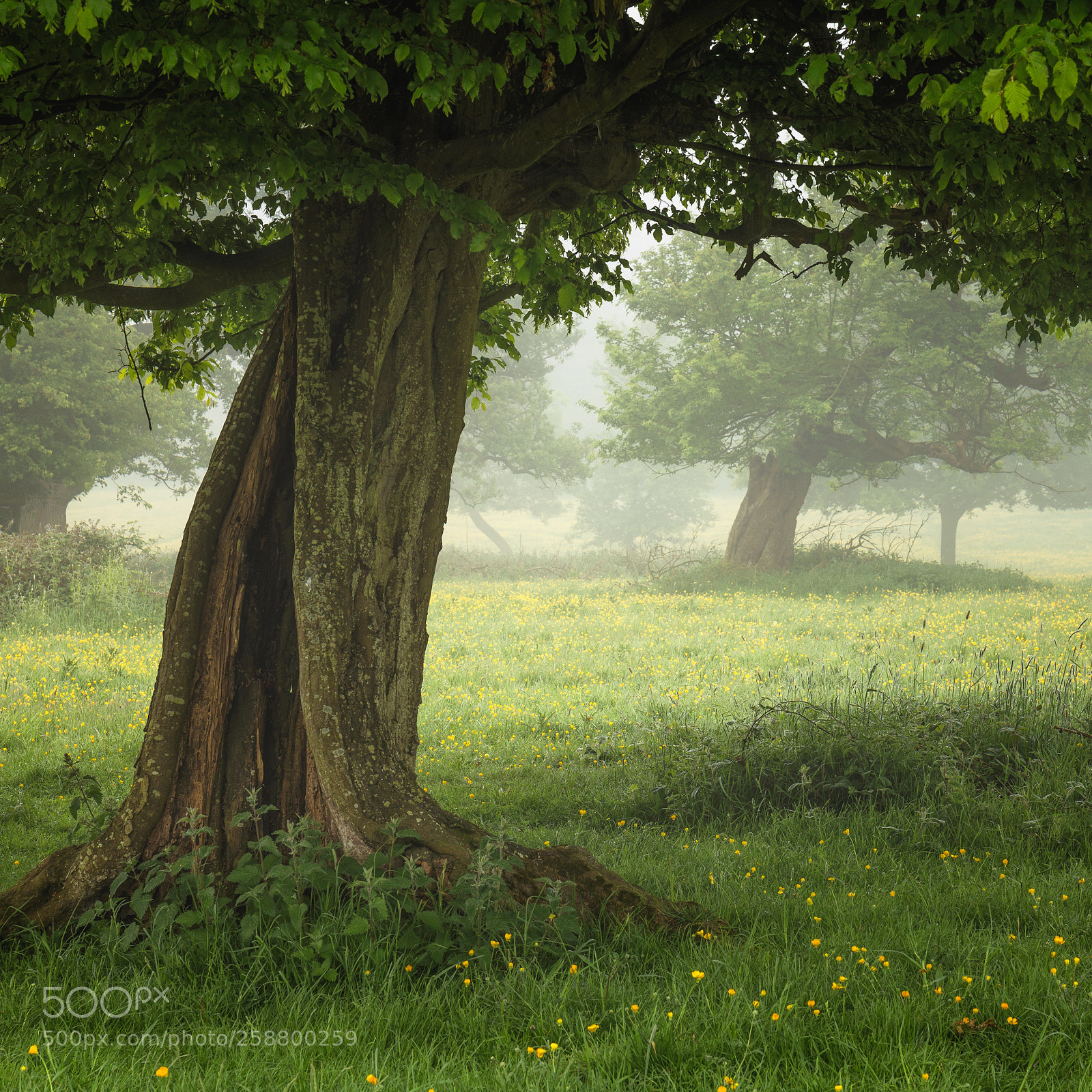 Canon EOS 6D sample photo. Hatfield forest buttercups photography