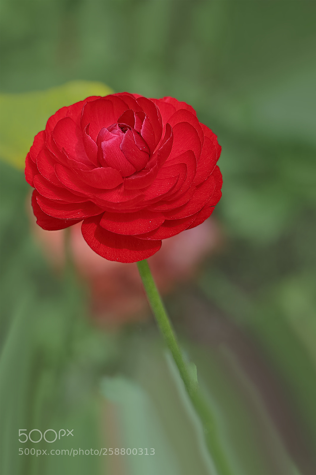 Canon EOS-1D X Mark II sample photo. 花毛茛 photography