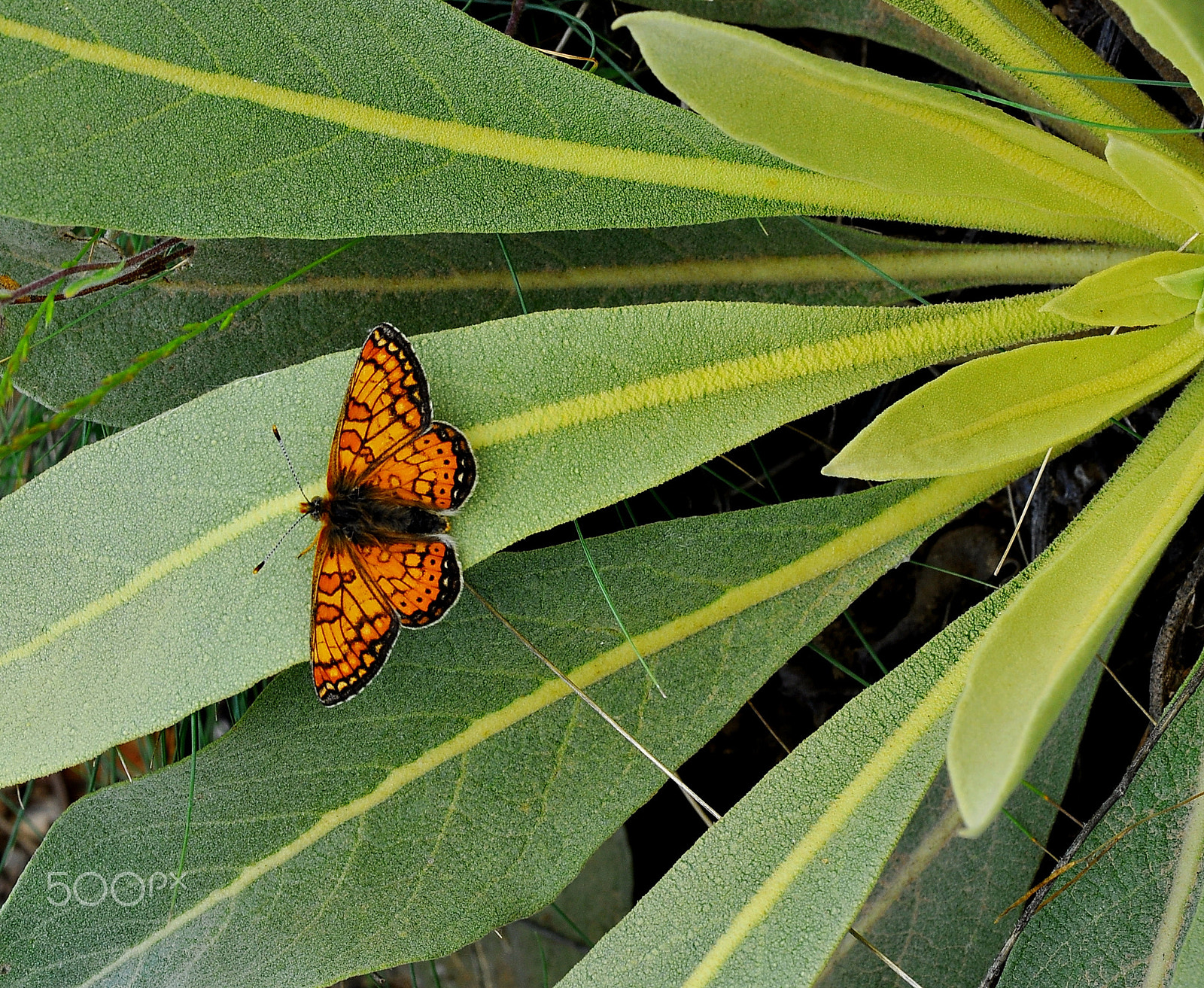 Nikon D90 sample photo. Butterfly photography