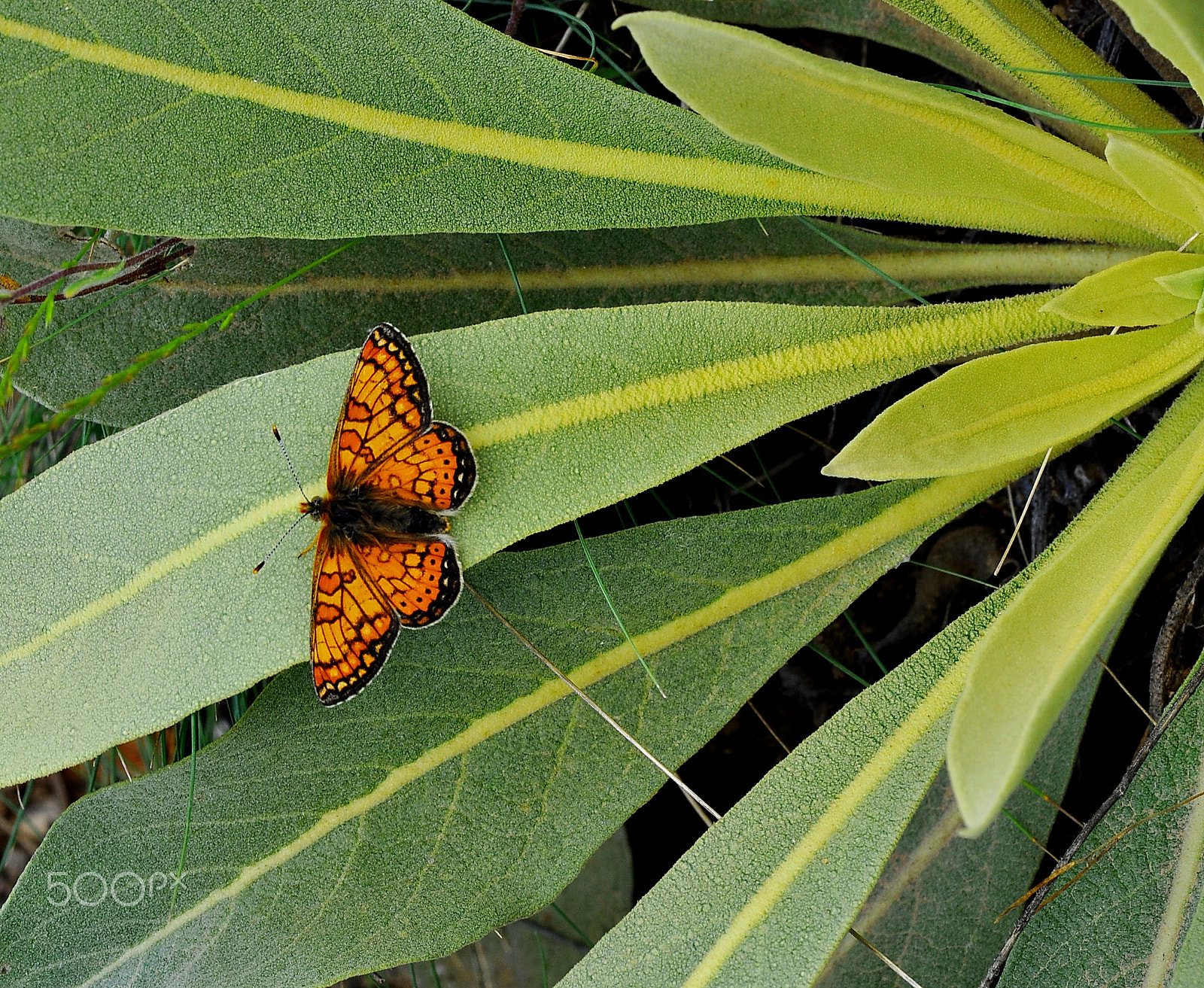 Nikon AF-S Micro-Nikkor 105mm F2.8G IF-ED VR sample photo. Butterfly photography