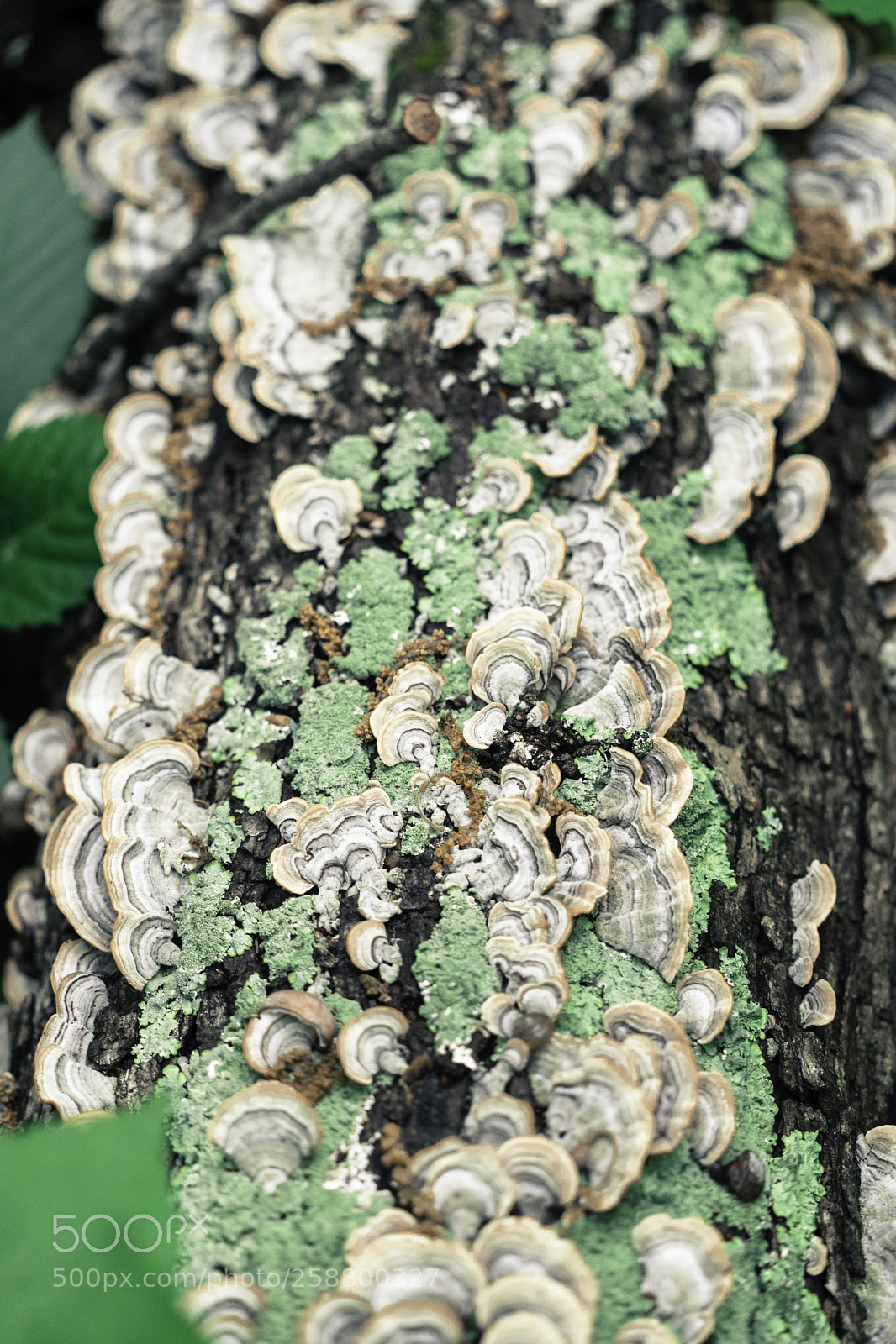 Sony a9 sample photo. The symbiosis. photography
