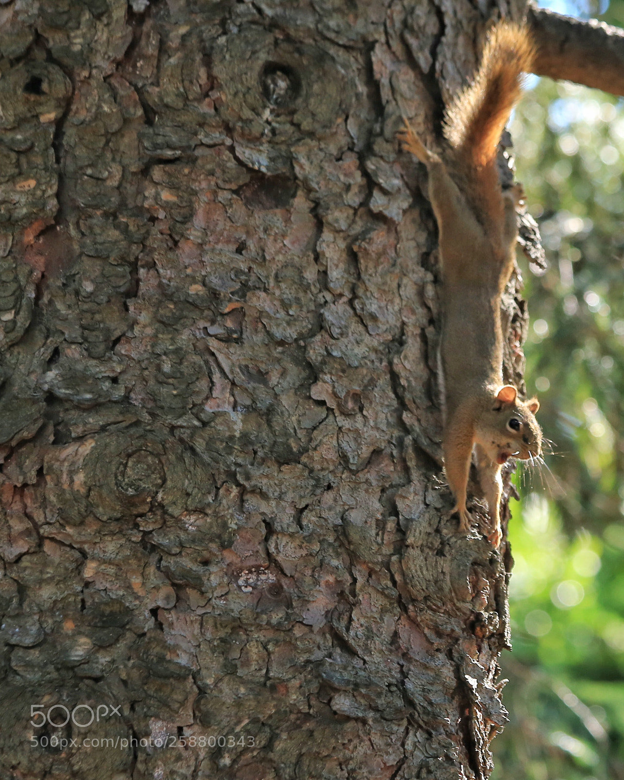 Canon EOS 6D sample photo. Squirrel photography