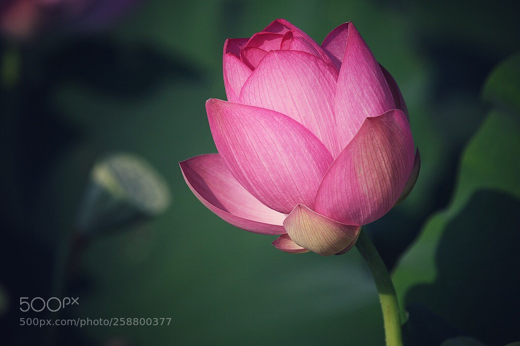Canon EOS 5D Mark II sample photo. Untitled photography