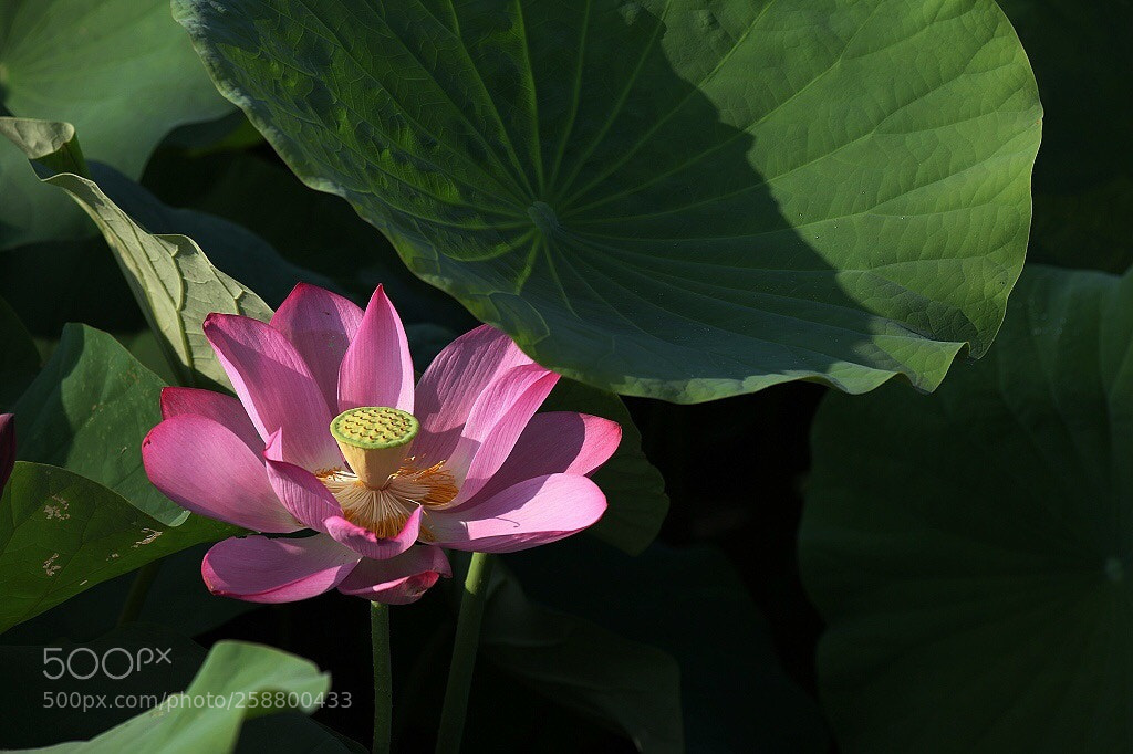 Canon EOS 5D Mark II sample photo. Untitled photography