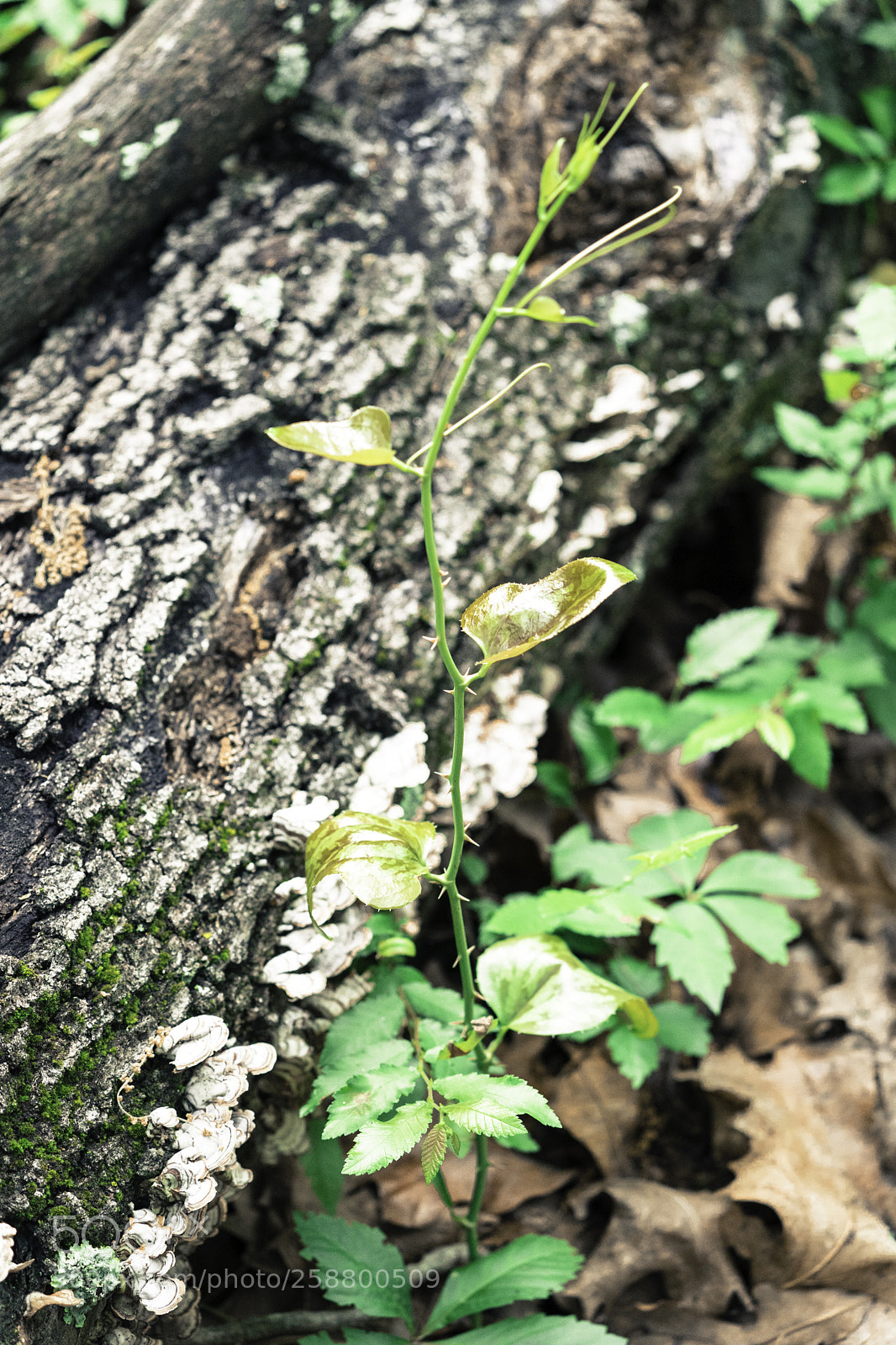 Sony a9 sample photo. The camouflage photography